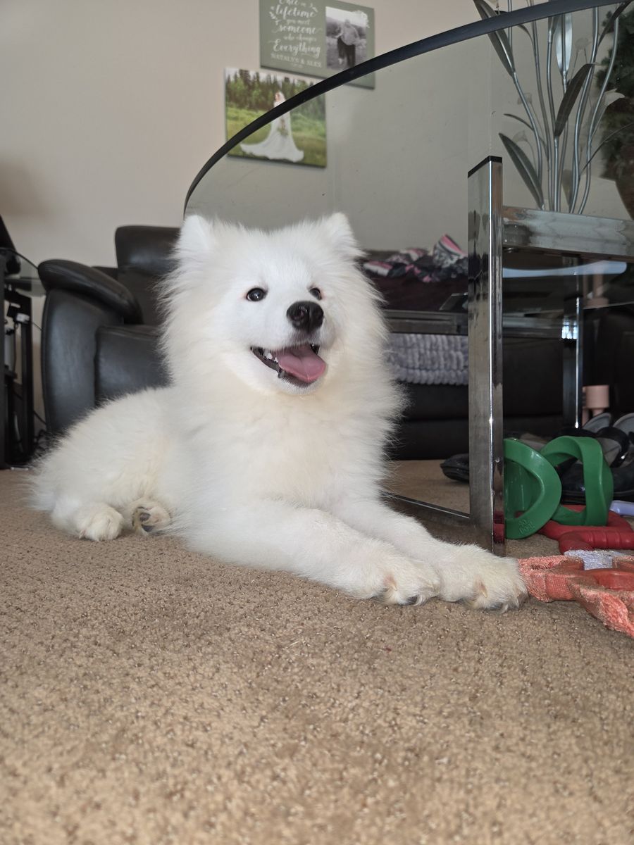 Samoyed puppy (not a Poodle, Shepherd, Retriever) AKC
