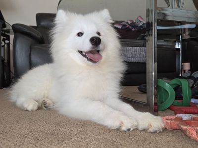 Samoyed puppy (not a Poodle, Shepherd, Retriever) AKC