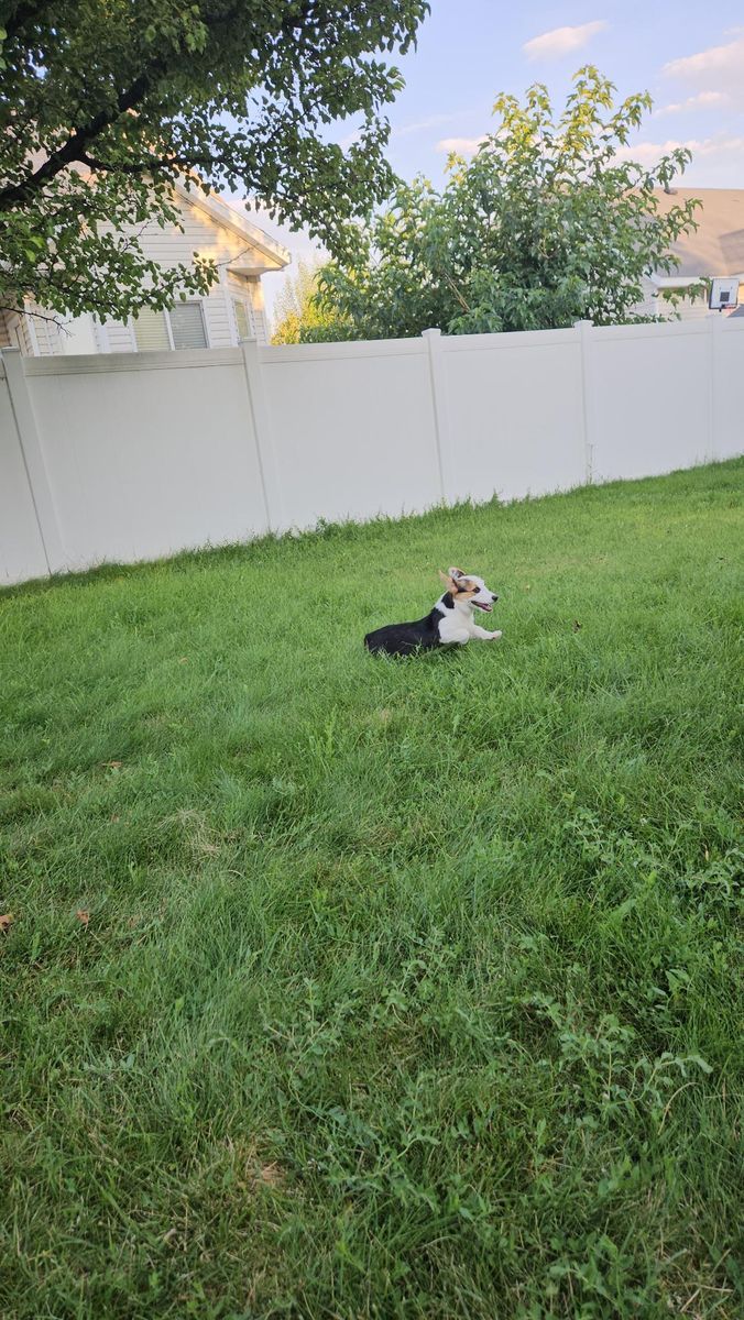 AKC Pembroke Welsh Corgi Puppy