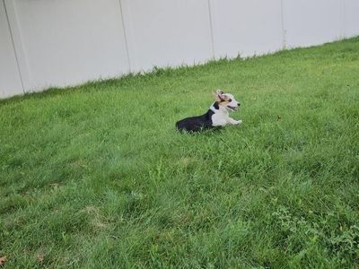 AKC Pembroke Welsh Corgi Puppy