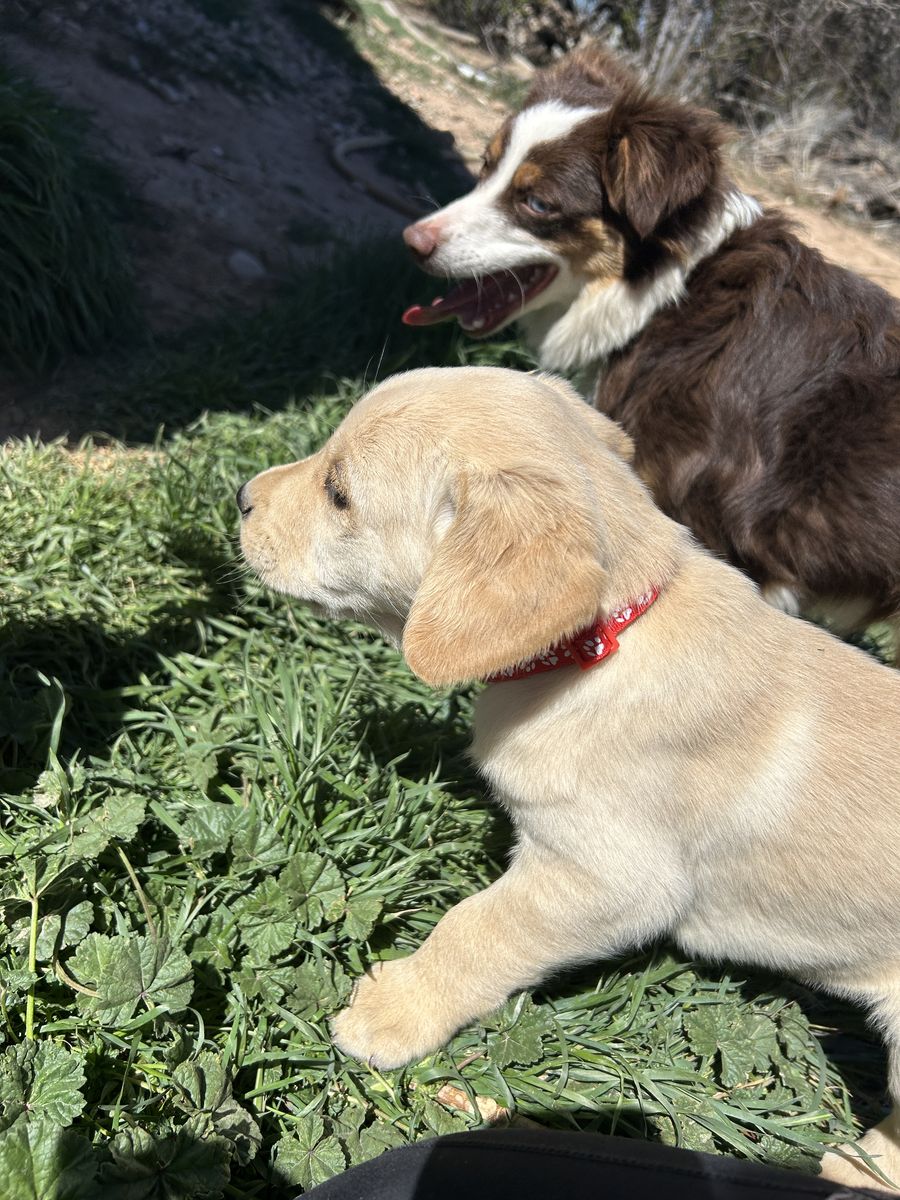 Golden Retriver/lab Mix Puppies