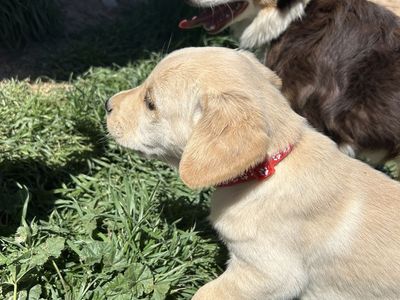 Golden Retriver/lab Mix Puppies