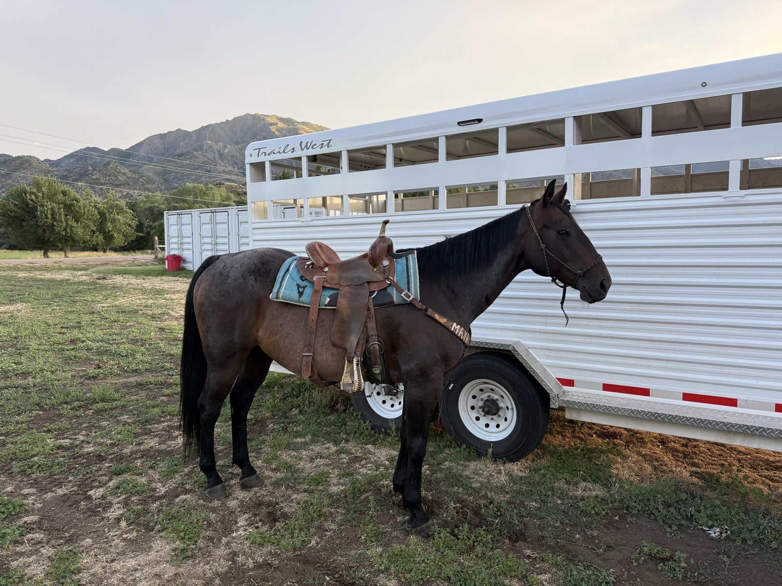 Barrel/Roping Horse