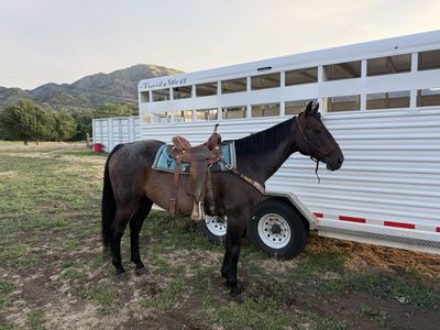 Barrel/Roping Horse