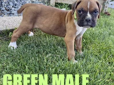 Boxer Puppies (Purebred)