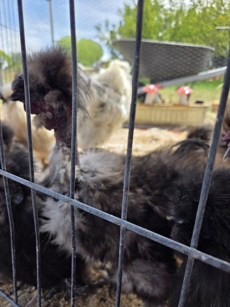 Naked neck Silkie Rooster