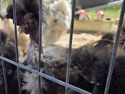 Naked neck Silkie Rooster