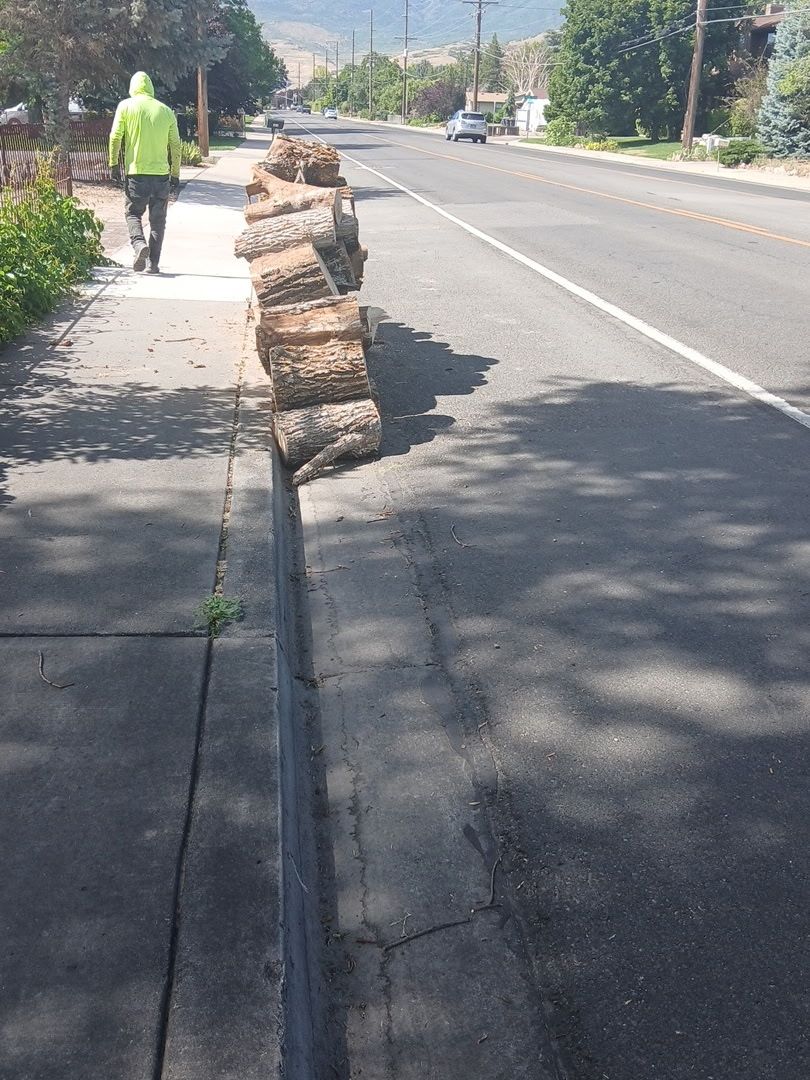 Free firewood dry hardwood ready for camping