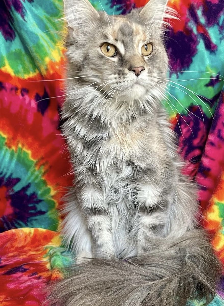 Maine Coon Female