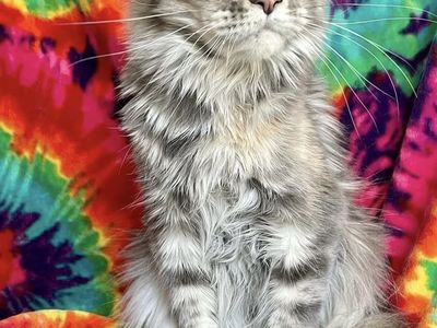Maine Coon Female