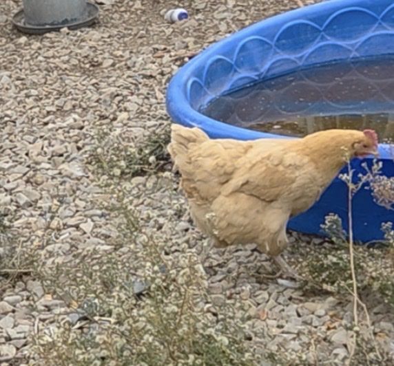 Hen