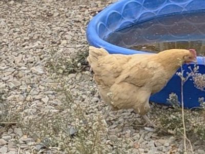 Hen