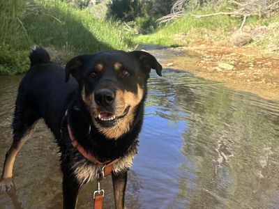 Hello my name is Roxy