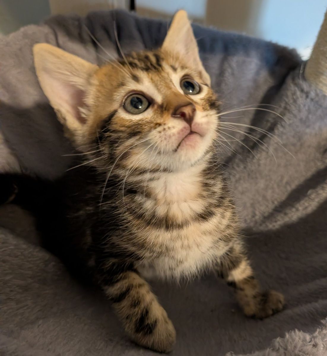 Bengal Kitten Rare Marbled