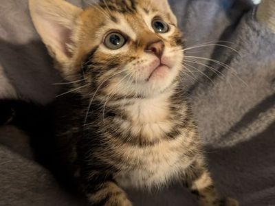 Bengal Kitten Rare Marbled