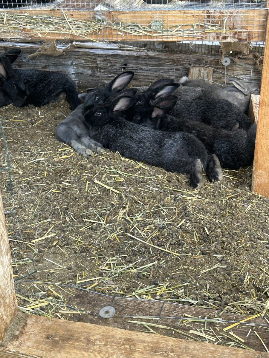 Silver Fox kits