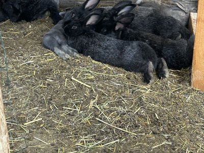 Silver Fox kits
