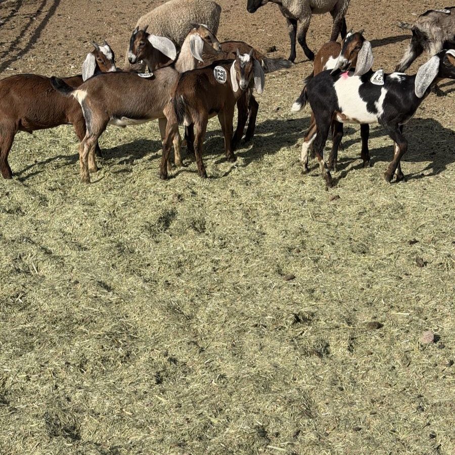 Tie down goats