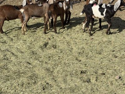 Tie down goats