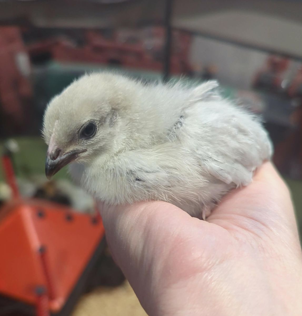Lavender Orpington Pullets
