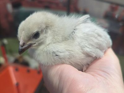 Lavender Orpington Pullets