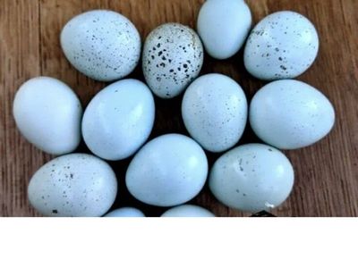 Sets of three month old Breeders Special Jumbo Blue EGG LAYERS