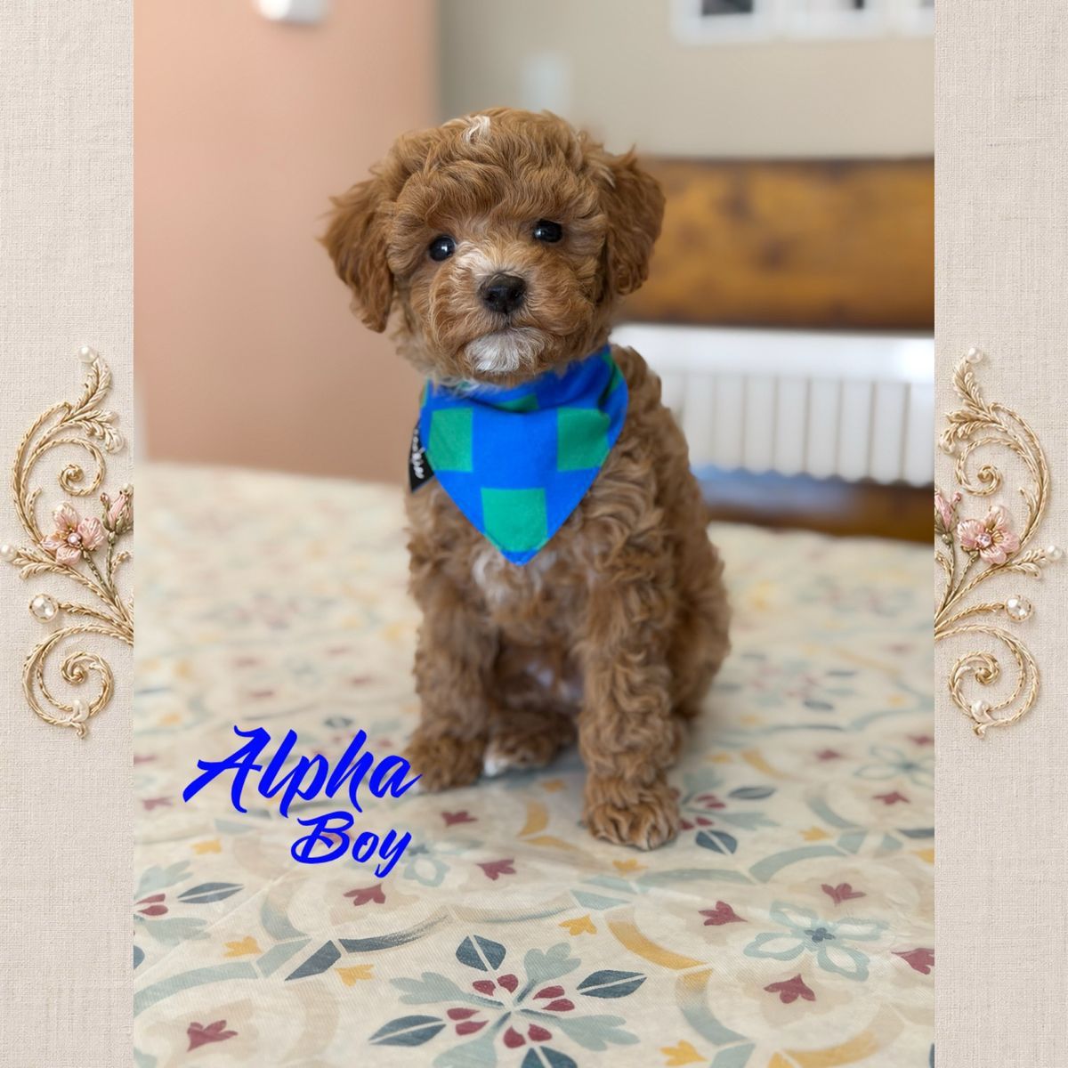 Toy/Mini Poodles, AKC