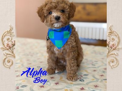 Toy/Mini Poodles, AKC