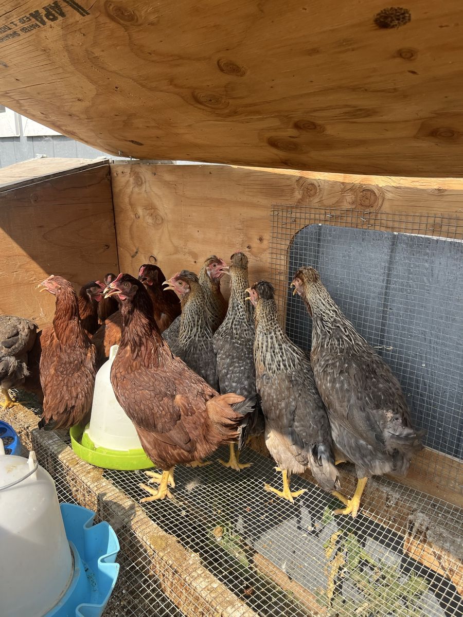 Ameraucana Pullets - 5-Month-Old Sexed Chickens - Black and White Barred Feathering