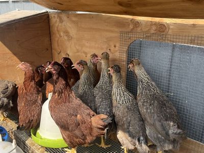 Ameraucana Pullets - 5-Month-Old Sexed Chickens - Black and White Barred Feathering
