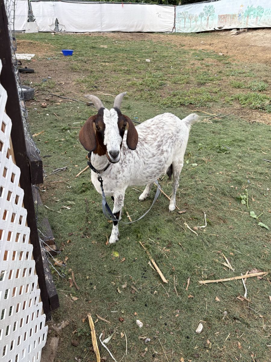 Female Nubian Goat
