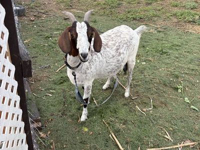 Female Nubian Goat