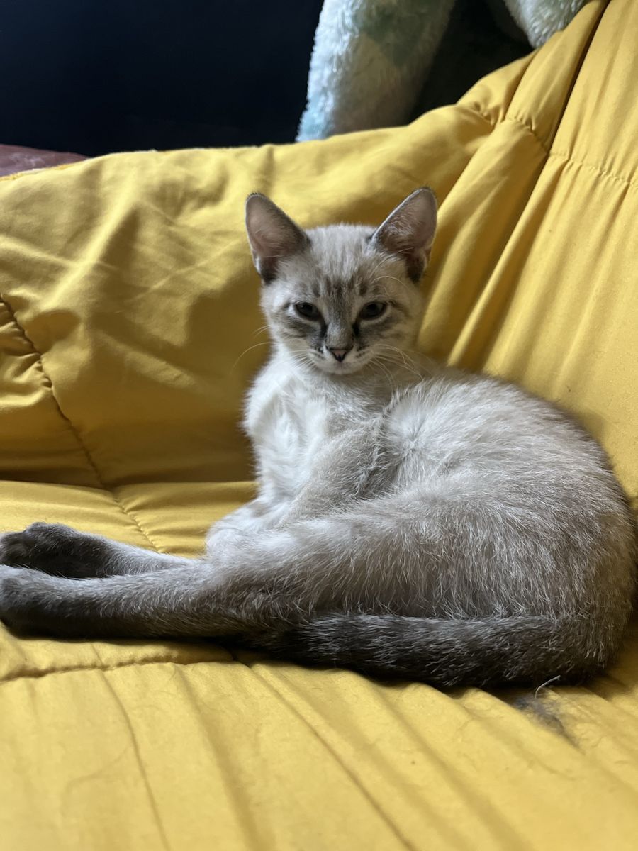 Hypoallergenic Bengal mixed kittens!