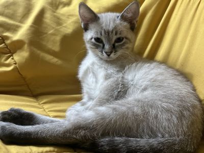 Hypoallergenic Bengal mixed kittens!