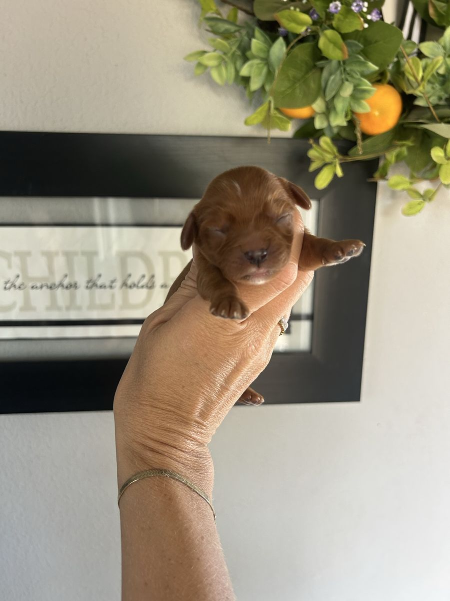 Cavalier King Charles puppies!
