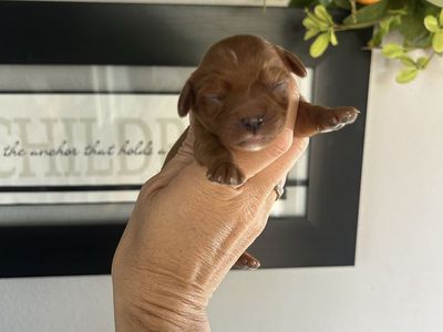 Cavalier King Charles puppies!