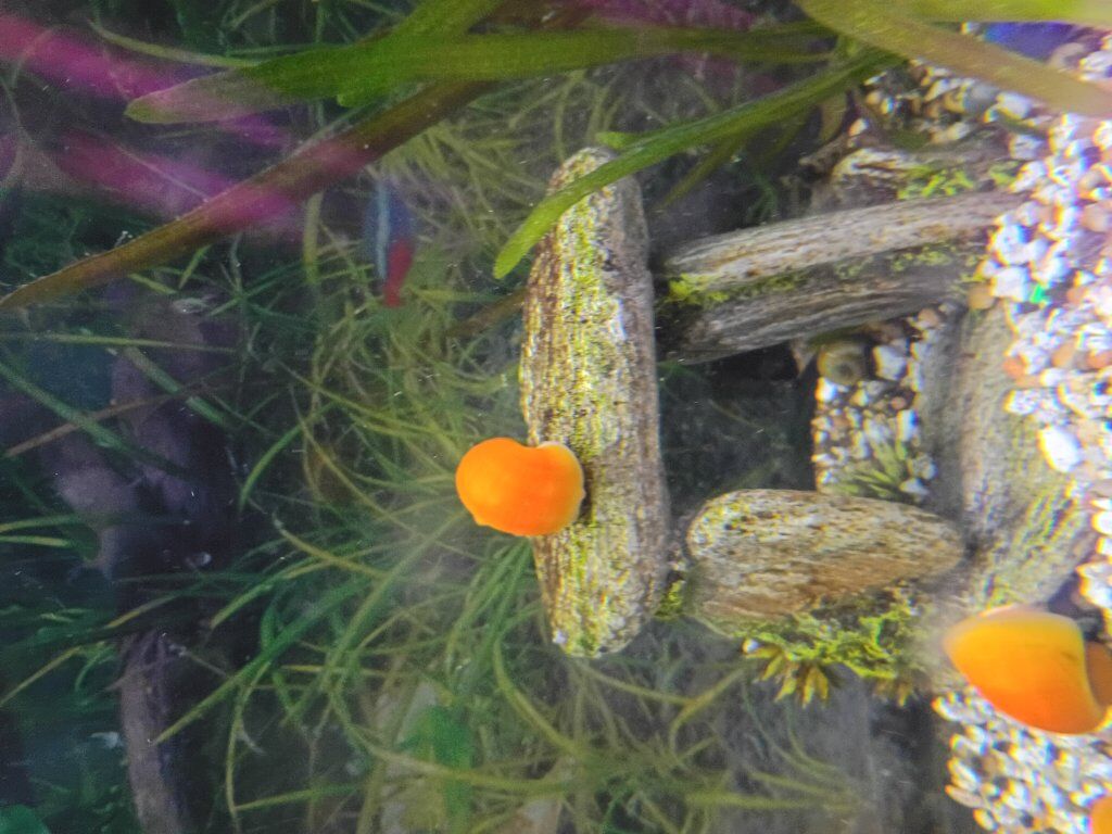 mystery snails