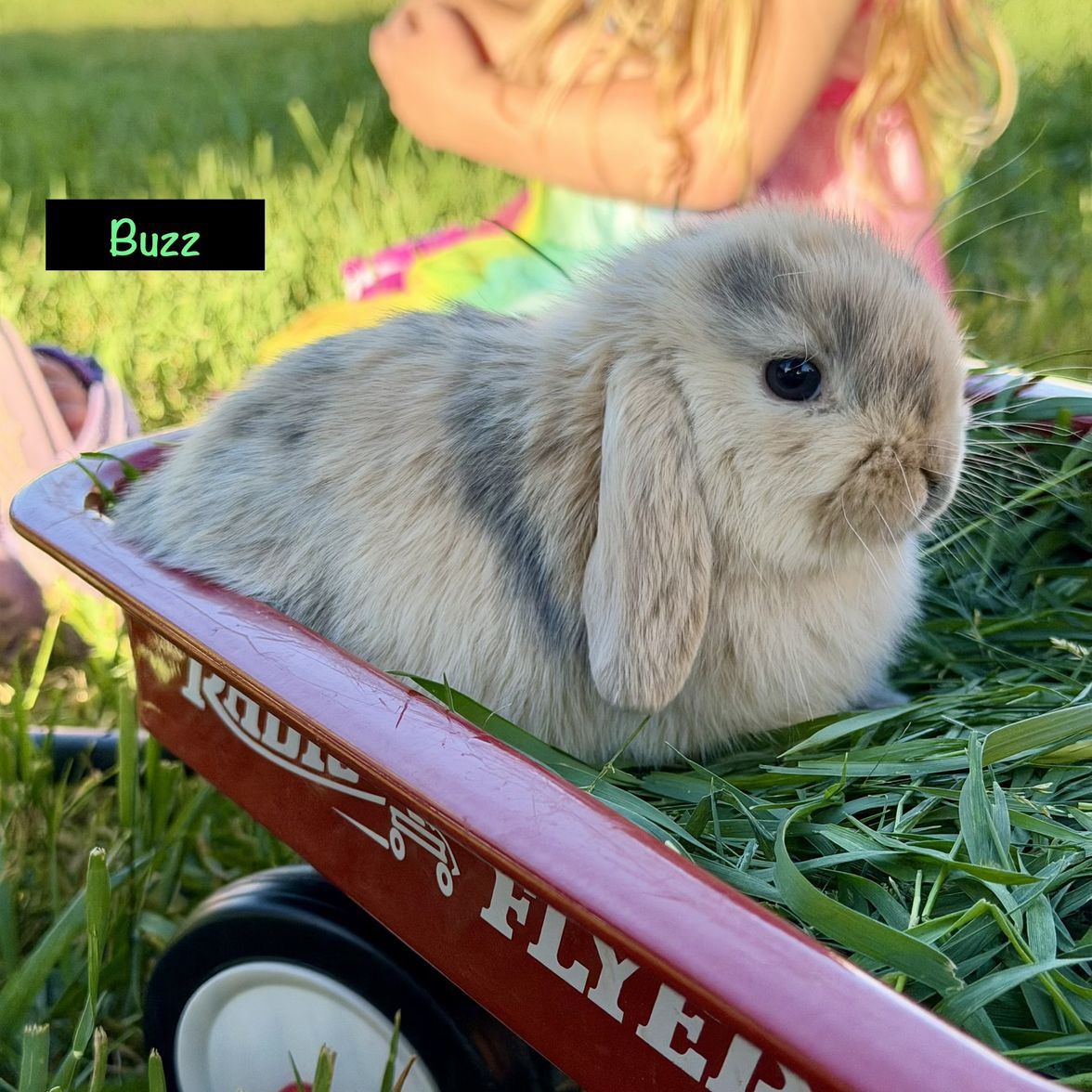 Holland Lops