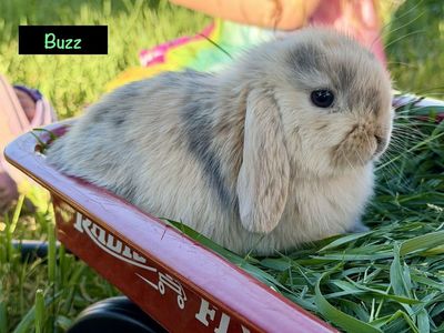 Holland Lops