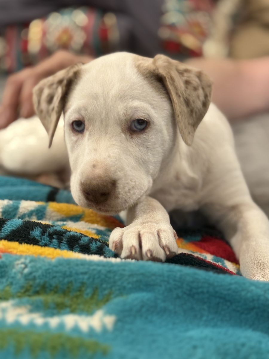 Blue and green eyed puppies for sale