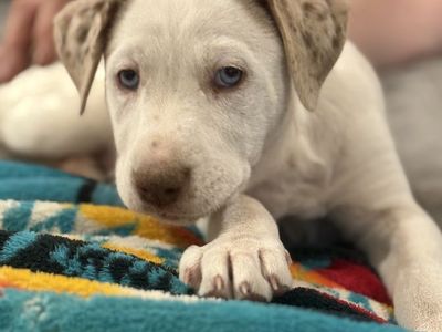 Blue and green eyed puppies for sale