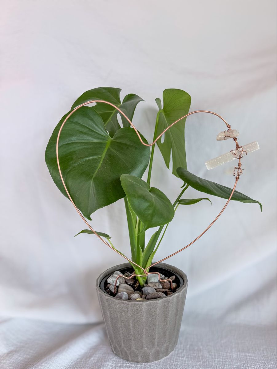 Main image 5