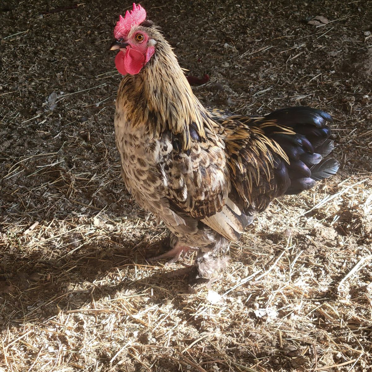 Bantam Rooster FREE
