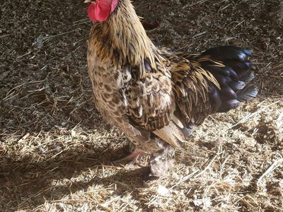 Bantam Rooster FREE
