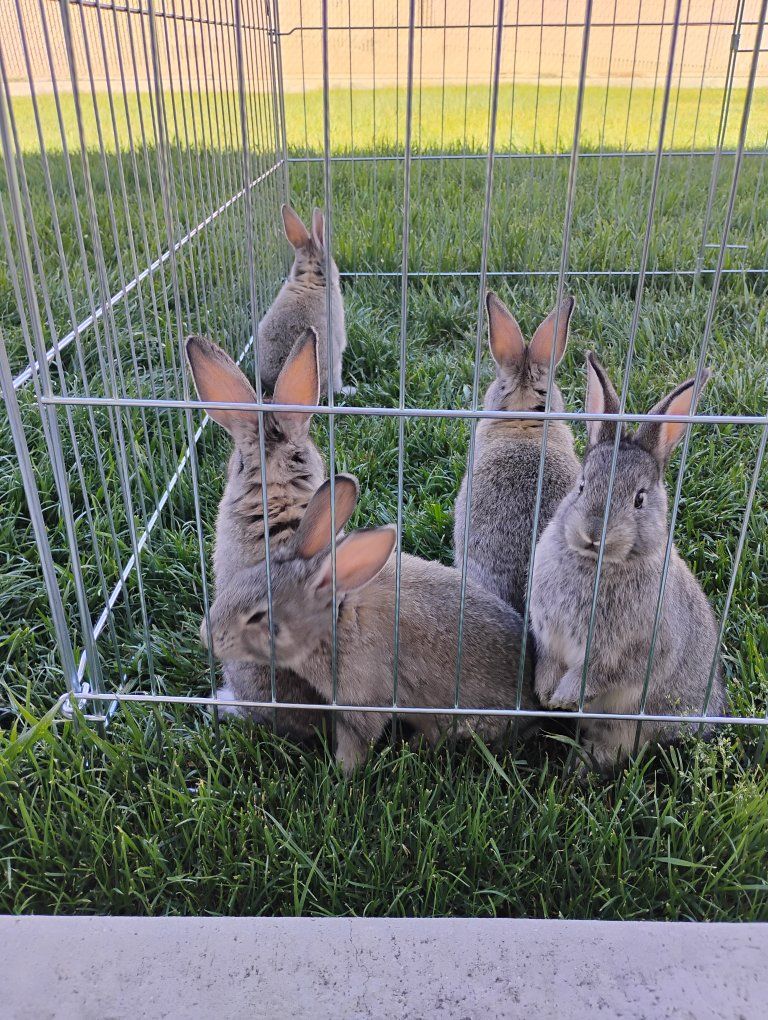 American Chinchilla Rabbits