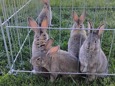 American Chinchilla Rabbits