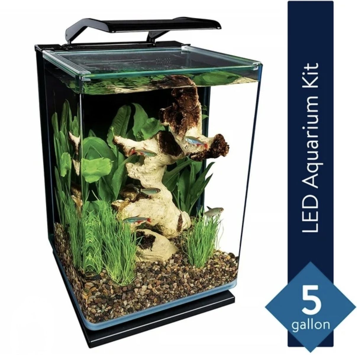 Beautiful 5 gallon fish tank