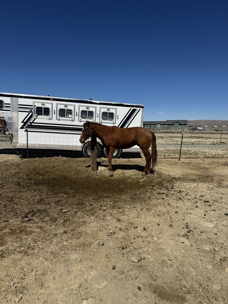 3 year old Gelding