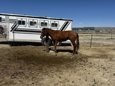 3 year old Gelding