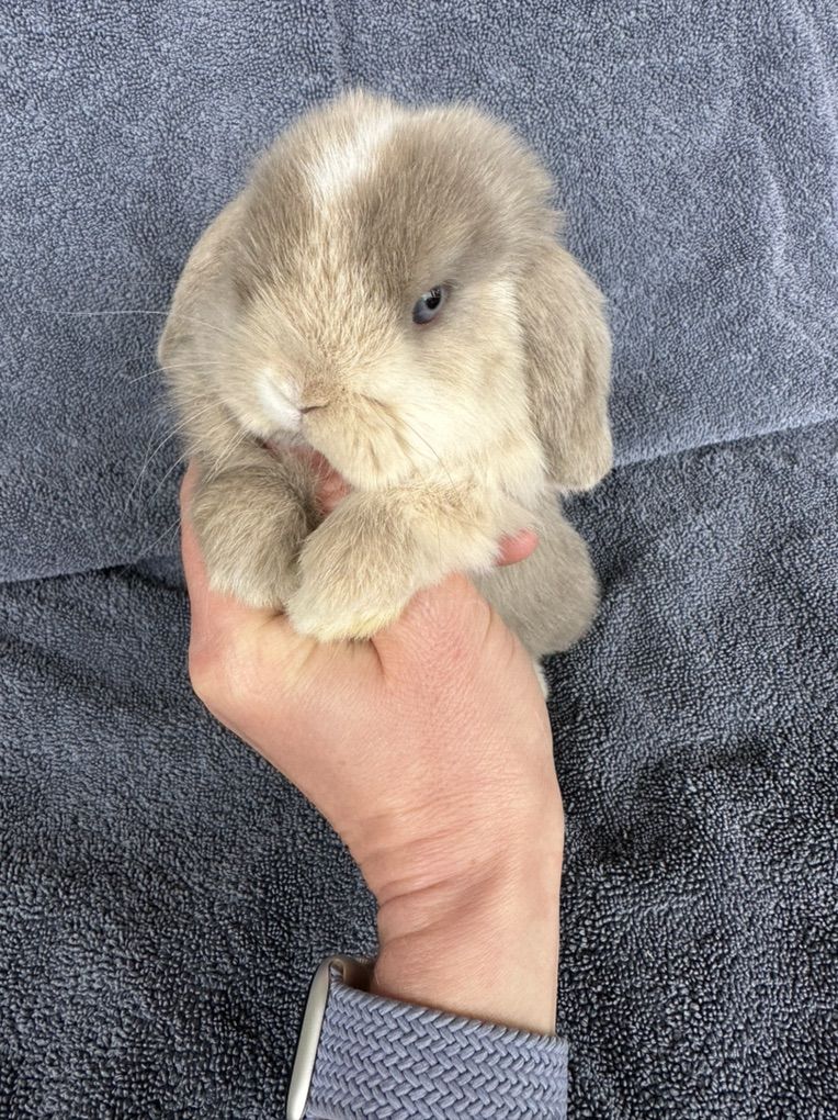 ON RESERVE Holland Lop Bunny, Doe Purebred